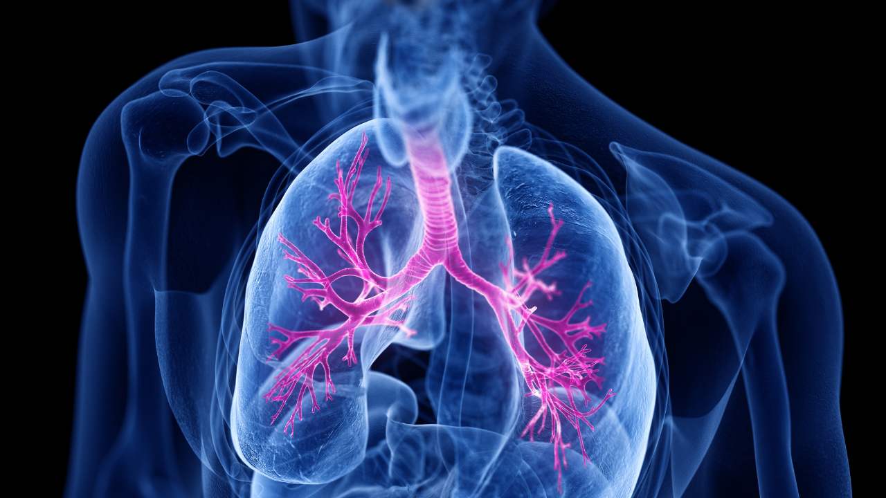 3d rendered medically accurate illustration of the bronchi. Image Credit: Adobe Stock Images/Sebastian Kaulitzki