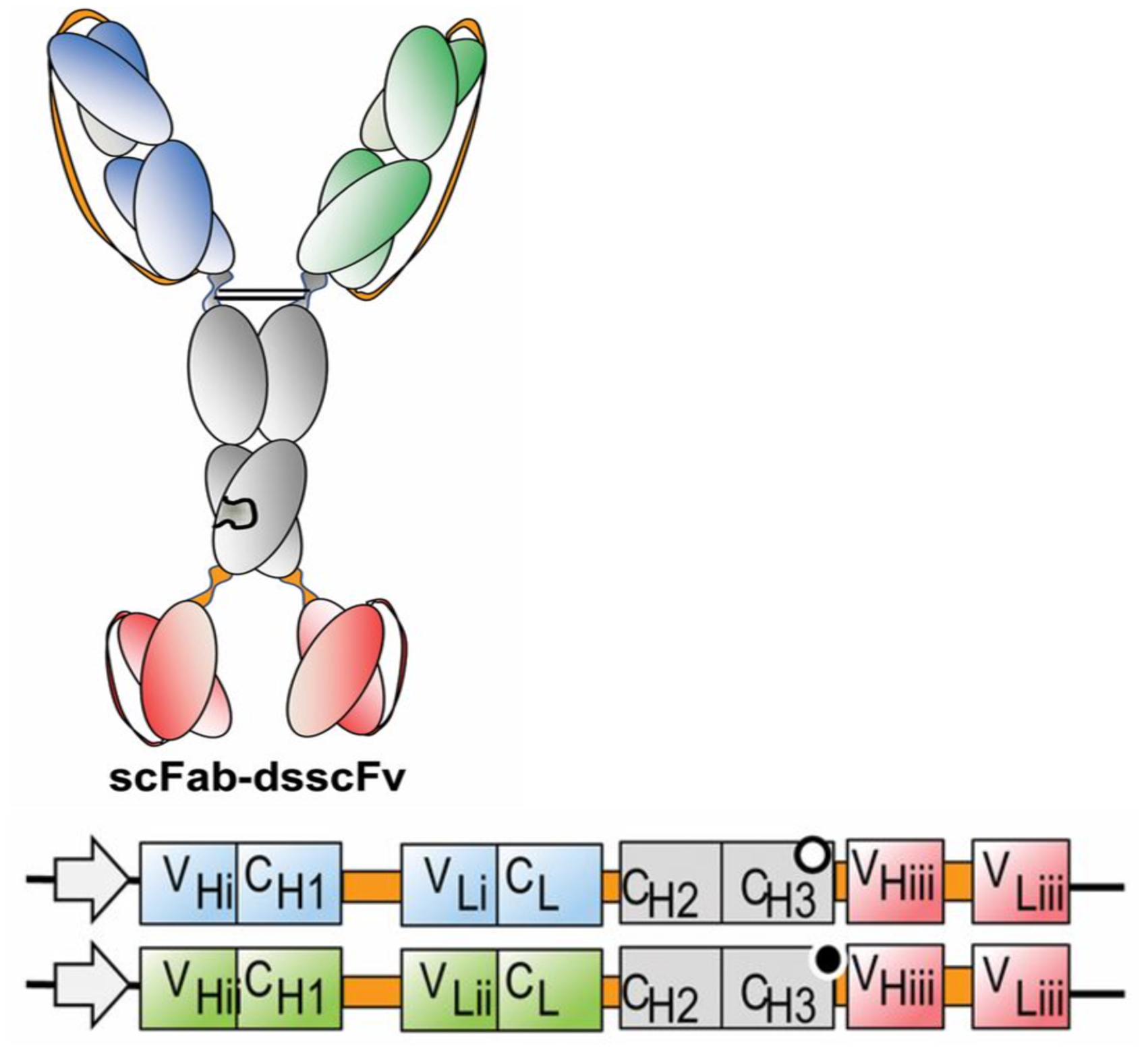 Figure 1: Designing novel multiformat antibodies—like bispecific antibodies that are built with “arms” that bind to distinct targets—creates unique challenges for researchers who must keep track of all the moving parts and explore how small design or component alterations impact activity. (Image credit: Weidle, U.H, Tiefenthaler, G., Weiss, G., et al. Cancer Genomics & Proteomics. 2013, Jan, 10 (1): 1-18.)3
