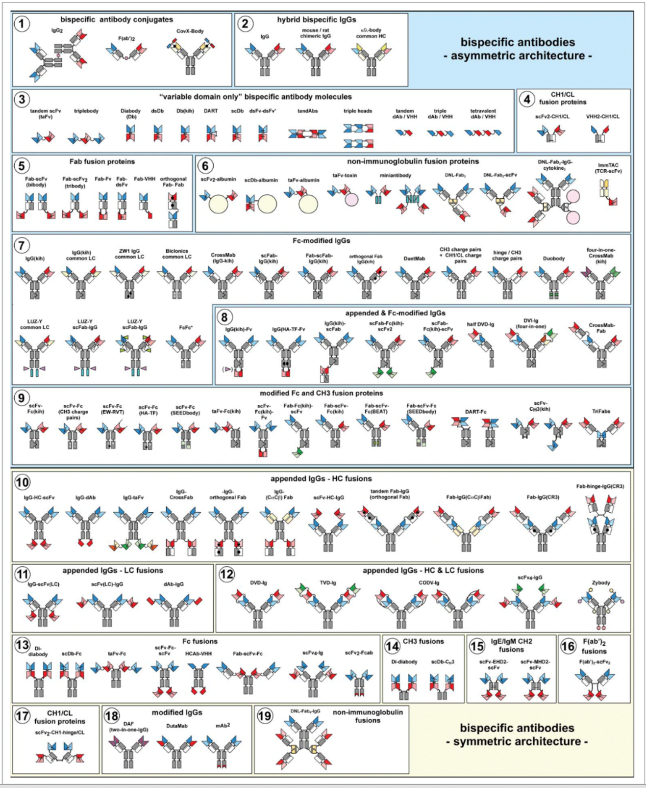 Figure 2: The zoo of bispecific antibody formats. Overview of bispecific antibody formats reduced to practice, grouped into molecules with symmetric or asymmetric architecture. (Image credit: Brinkmann and Kontermann. MAbs. 2017 Feb-Mar; 9(2): 182–212)4